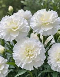 Dianthus seedlings