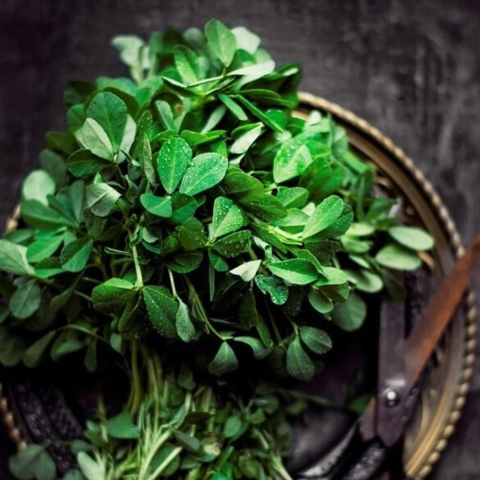 Fenugreek | मेथी