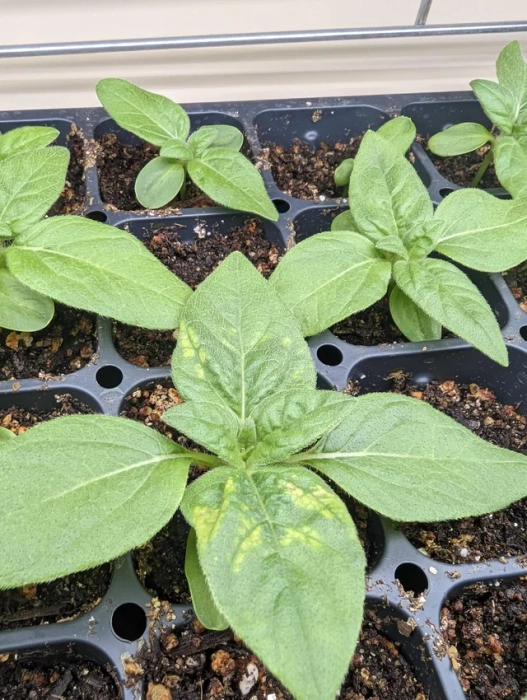 SUNFLOWER SEEDLING