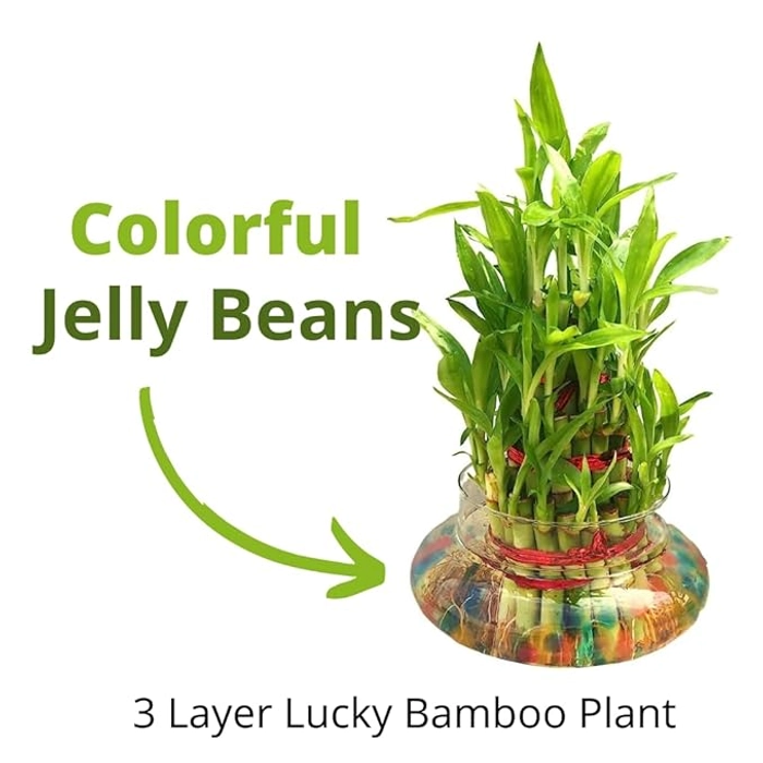 3 Layer Lucky Bamboo plant with Glass Bowl and Jelly Balls