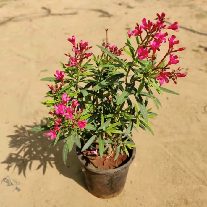 Red kaner Flower Plant - PlantSouk