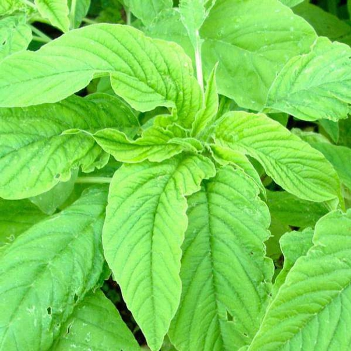 Amaranthus White (Tothakura Taila)