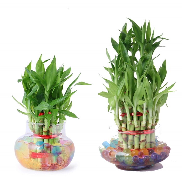 Lucky Bamboo combo (2Layer+ 3Layer)