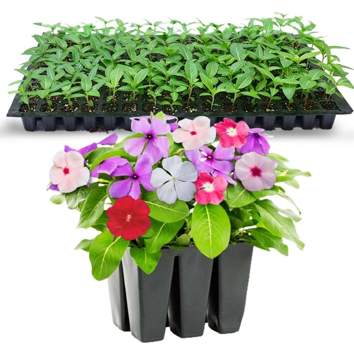 Vinca flower seedings