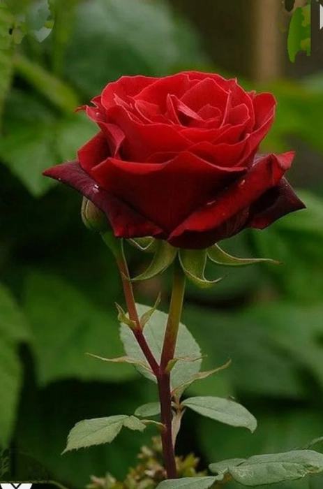 Live English Red Rose Flower Plant With Pot