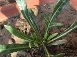 GAZENIYA FLOWER SEEDLING