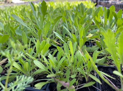 Gailardia Seedling