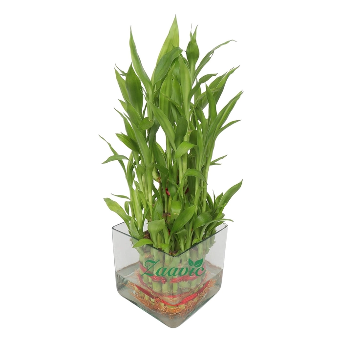3 Layer lucky Bamboo with square Pot