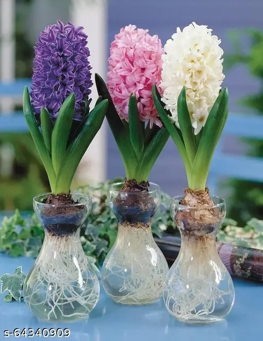 Hyacinth Fondant Flower Bulb
