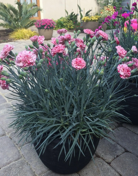 Dianthus seedlings