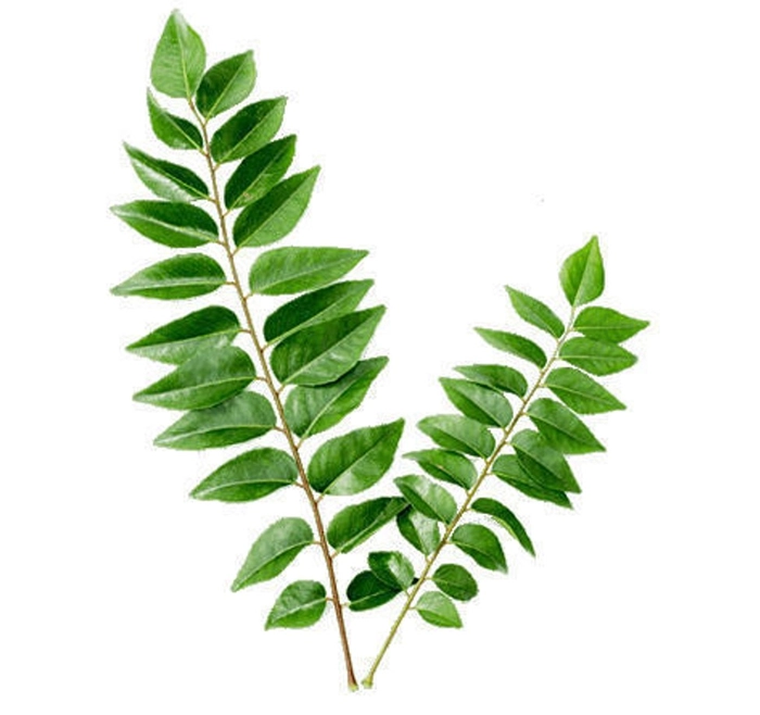 Curry Leaves (Karivepaku)