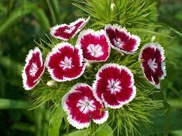 Dianthus seedlings