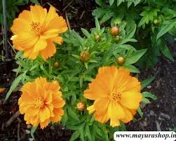 COSMOS SEEDLING