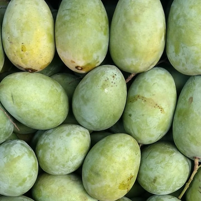 Malda Dudhiya Mango from Bihar