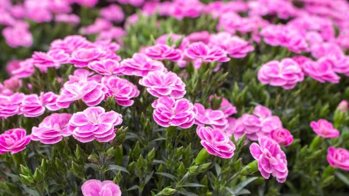 Dianthus seedlings