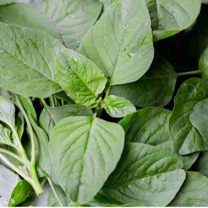 Amaranthus Dark Local (Tothakura Natu)