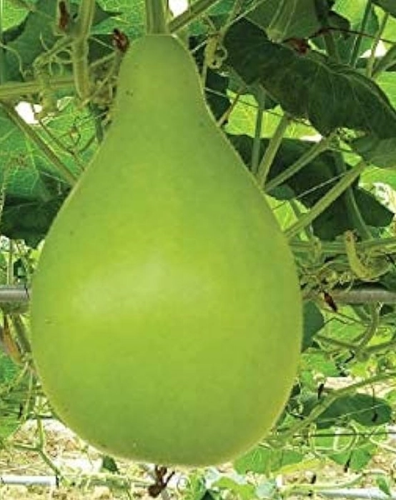 Bottle Gourd Round Medium (Guṇḍranga Sorakaya)