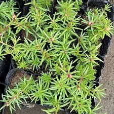 PORCHULAKA SEEDLING