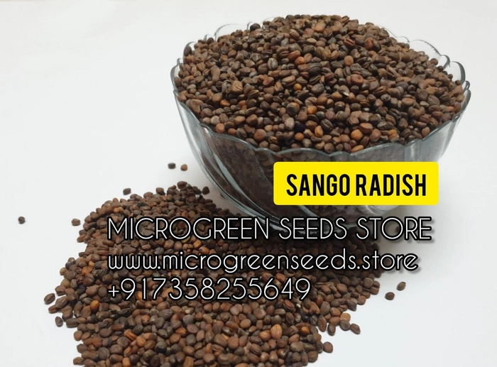 Sango Radish Microgreen Seeds