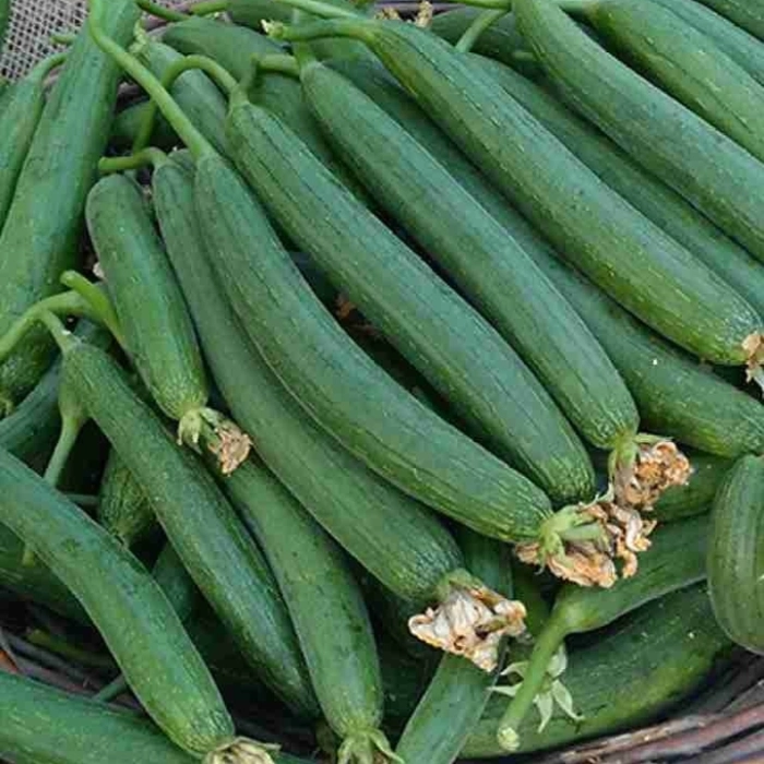 Sponge Gourd | घोसाळी
