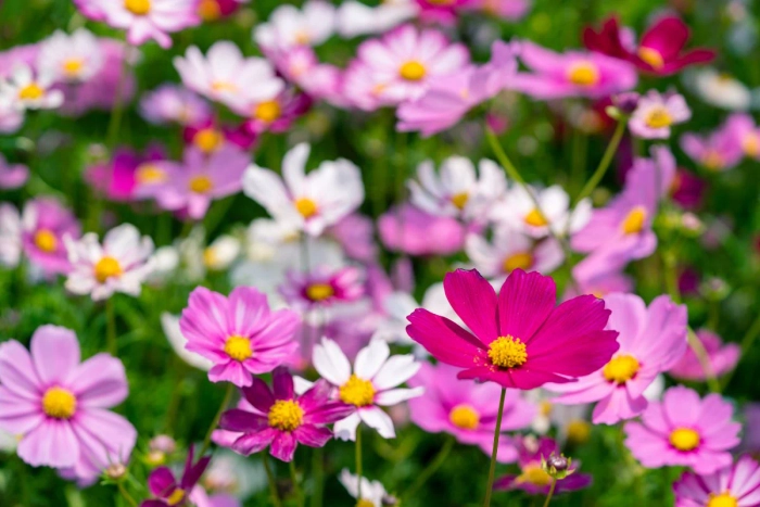 COSMOS SEEDLING