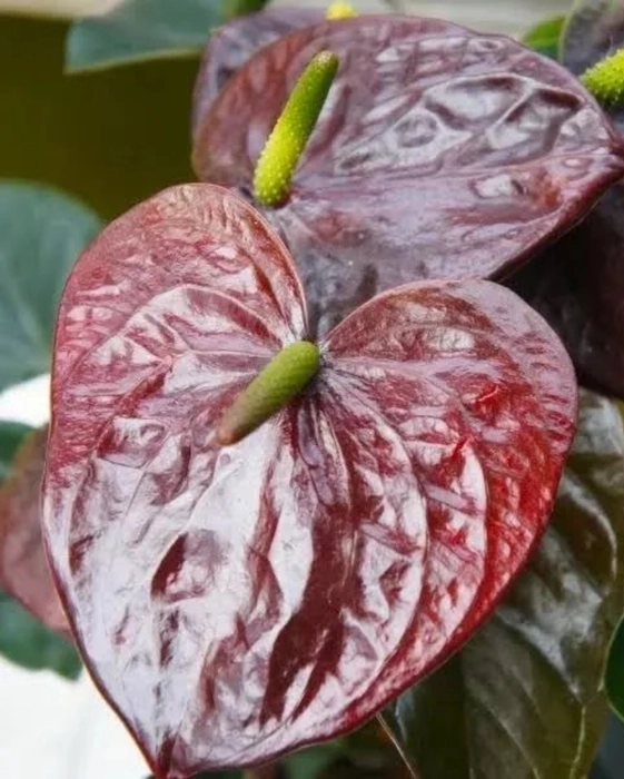 Anthurium Chocolate Colour Plant With Flowers