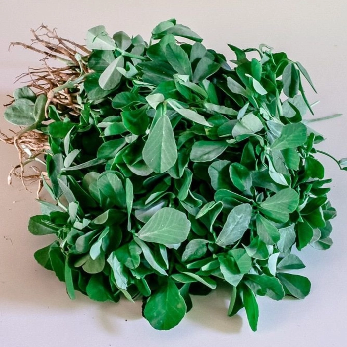 Fenugreek | मेथी