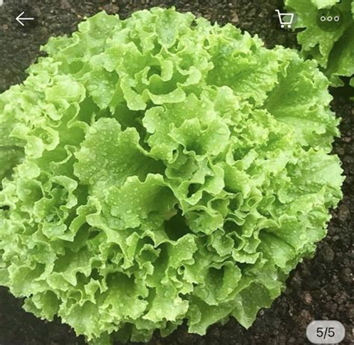 Beleefy Curly Green Lettuce