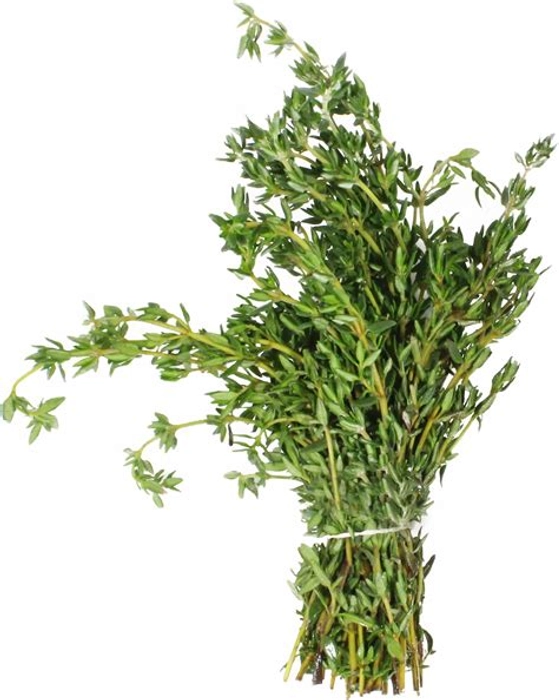 Thyme Fresh