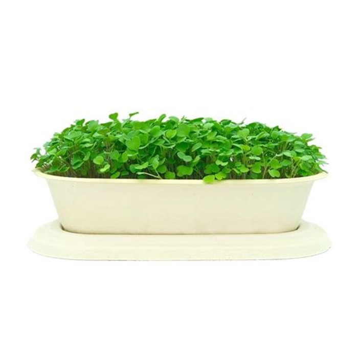 Beleefy Rocket Microgreens