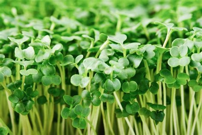 Beleefy Broccoli Microgreens