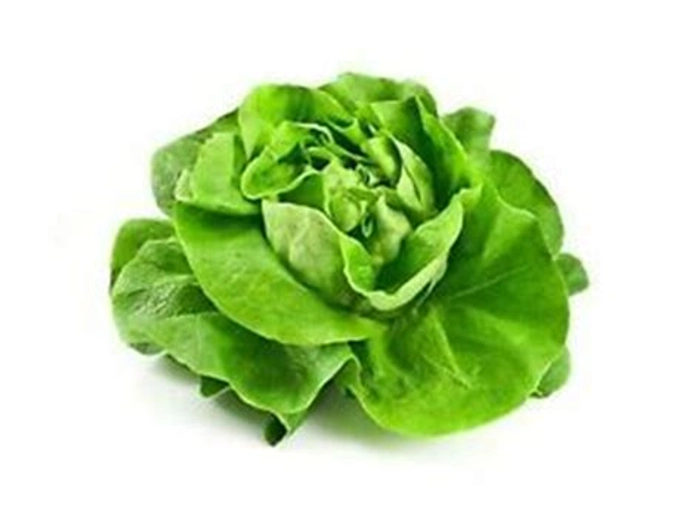 Beleefy Butterhead Lettuce