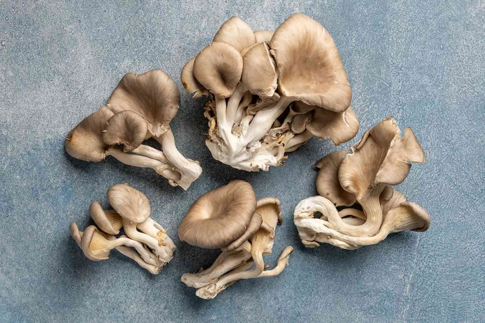 Beleefy Oyster Mushrooms