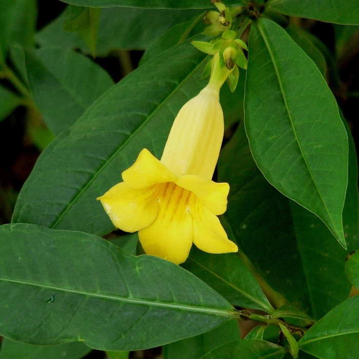 Allamanda Neriifolia