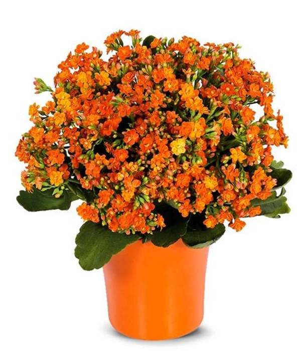 Orange Kalanchoe Plant Flowering