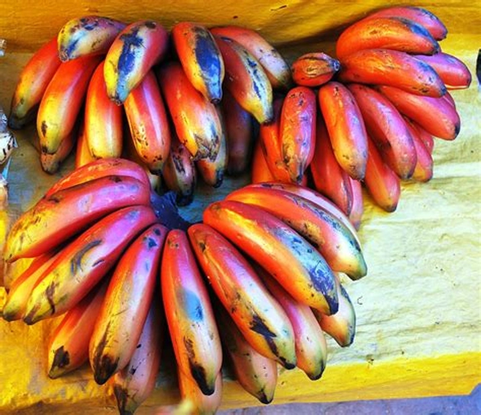 Red Bananas