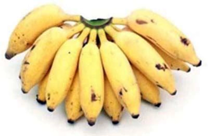 Singapoori Kola/ Robusta Singapuri Banana
