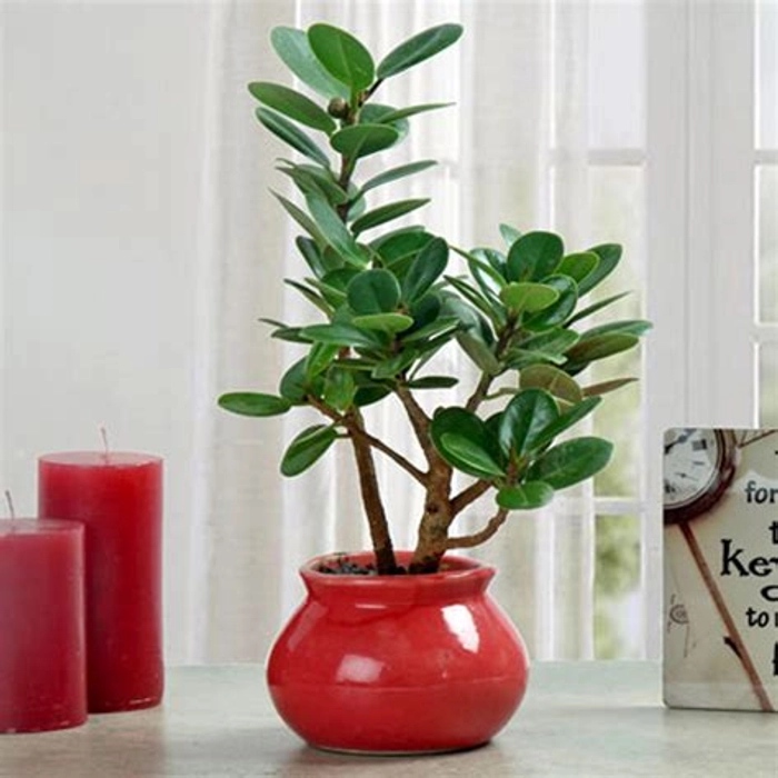 Green Ficus Dwarf Beauty Plant