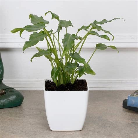 Peace Lily Plant