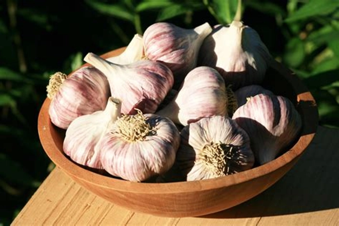 Garlic Gavran