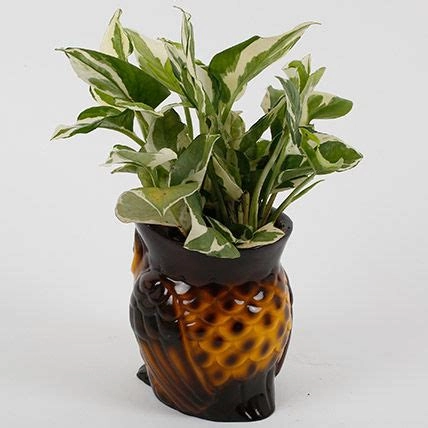Decorative Owl White Pothos Plant