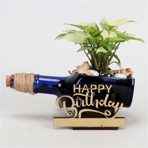 Syngonium Plant In Birthday Antiquity