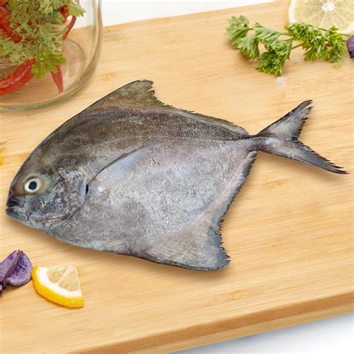 Black Pomfret