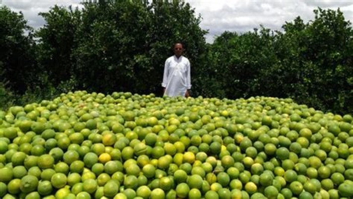 Mosambi (ORGANIC ACRE)| जैविक मोसंबी