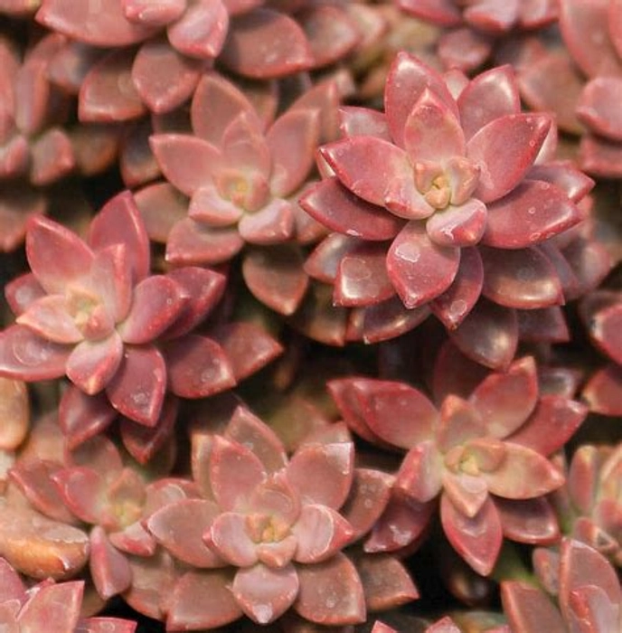 MVM e-comerce Graptosedum-Vera-Higgins-Alpenglow