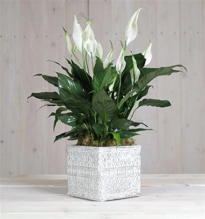 Peace Lily In Square Shaped Planter