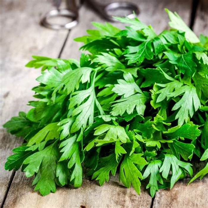 Coriander