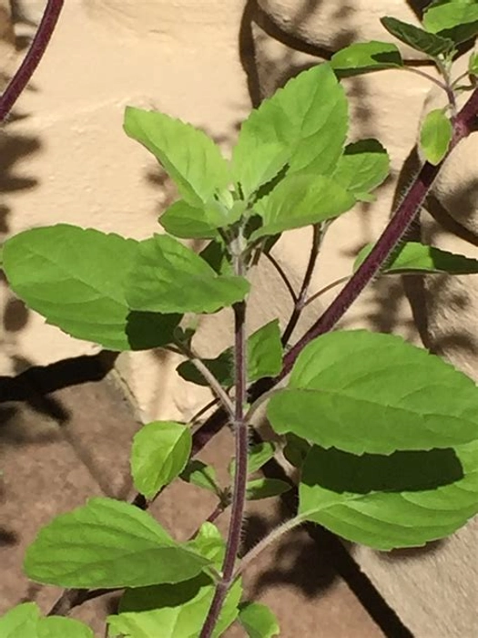 Tulsi- plant