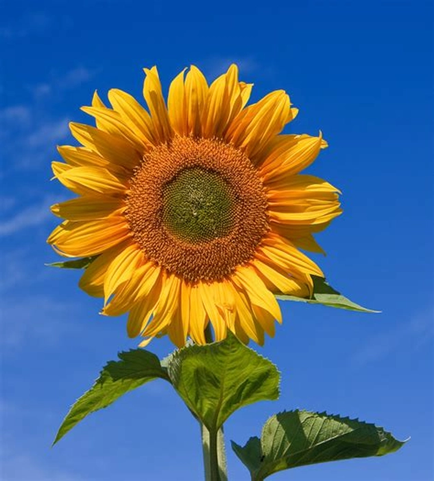Sunflower Oil (100% Natural, Cold Pressed)
