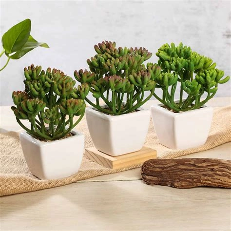 Set Of 3 Green Plants In Ceramic Pots